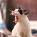 【悲報】ネコ、わざと飼い主からの呼びかけを無視していた