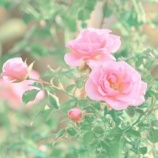 『また悪夢を』の画像