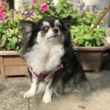 『【犬】2頭 保健所から受け入れました』の画像