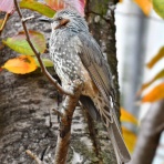 野鳥の観察を都内で