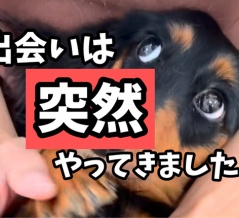 ポコとの出会い。