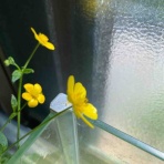 atelier_aimu  100year's bear ☆pi