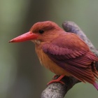 『投稿：BORG107FLによる火の鳥～アカショウビン　2023/07/21』の画像