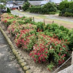 向島ポンポコ日記