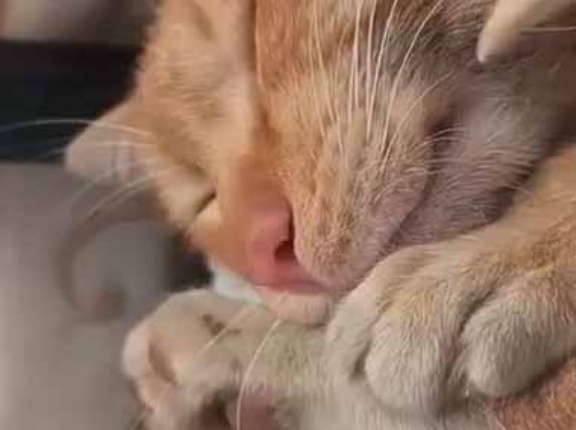 ネコがぐっすり寝ていた。はい、お口開けてくださ～い♪ → 猫の歯医者さんはちょっと荒っぽい…