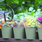 人魚がドレスに着替えたら