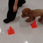 犬の幼稚園　アットホームblog