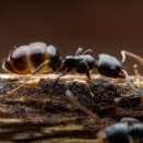 枯れ枝で暮らしていたルリアリ