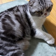 不機嫌になる理由は猫も人間も同じかも