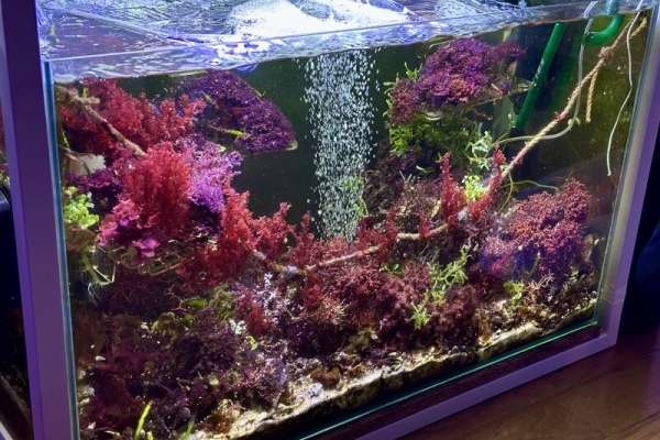 アクアリウムを超えていけ : SONOアクアプランツファーム水草・海藻情報局