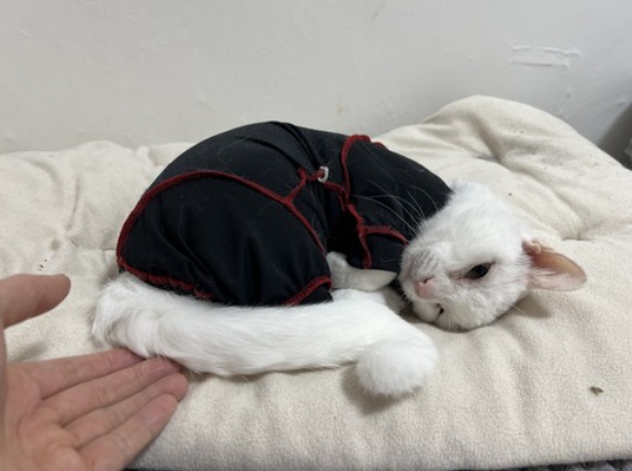 特別すぎた素質の猫たち　20260906