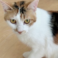 トライアル決定～三毛～