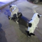 カイロ～天使たちの暮らす街～