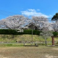 2025年、外からの旧厚狭南高校の桜
