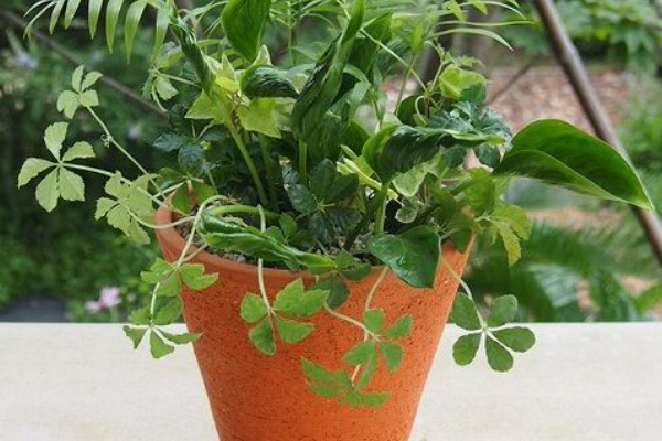 ポトスの寄せ植え 根っこの花工房 花つむりです