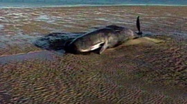クジラの人道的な殺し方 → 爆発物を使って安楽死