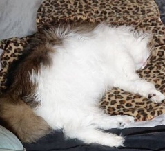 【猫との暮らし】猫様に電気毛布を献上してみた（写真日記）