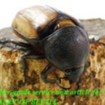 ブリーディングブログ