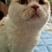 じゃれ合い相手を探している猫と猫トイレのお話