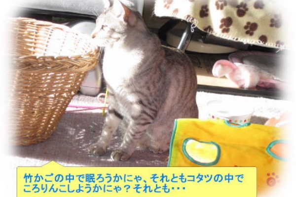 東北生まれの田舎生活 過去と現在の日常日記 室内飼いの猫遊ぶ写真 動画少々