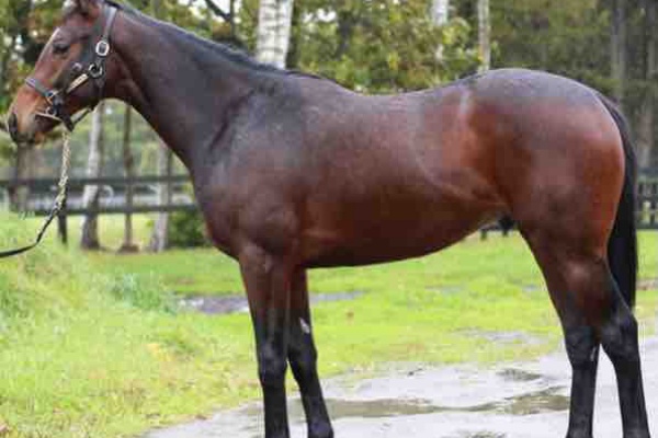 新入一口馬主の活動履歴 21