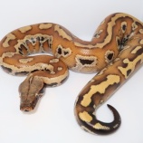 『サービスデー！！』の画像