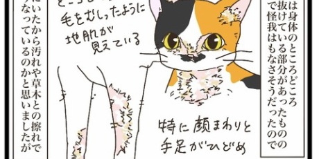 猫の手貸して - ねこねこネットワーク Powered by ライブドアブログ