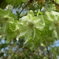 内園の八重桜　15日でしたが・・・。