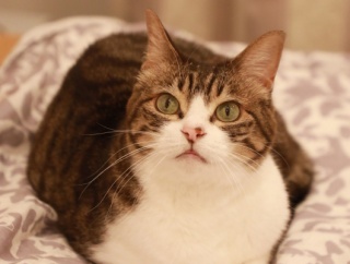 集中する猫。