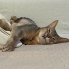 思い思いにくつろぐ猫たちに癒されるラッキー飼い主