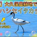 【探鳥記】大久保農耕地に現れた珍鳥！ソリハシセイタカシギとの出会い