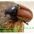 〇ポイント5倍最終日＼(^o^)／