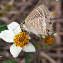 ウラナミシジミ