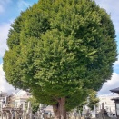 短かった秋