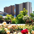 今回は、5/17(日)に「第59回〝福山ばら祭2026〟」行きのGONsanでした(^.-)☆(06)