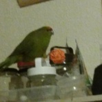 唯我独尊!!インコスターズ