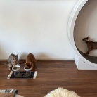 横取りひめちゃん