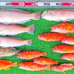 竹村貸舟店【高知県 浦ノ内湾～宇佐～須崎市横浪半島沖の船釣り】釣果情報 & ブログ