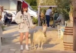 さすがｗｗｗ 与田祐希、ヤギ散歩うますぎワロタｗｗｗｗｗ