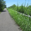 サイクリング道路の草の伐採を。