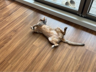 ぼくちんが落ちてる