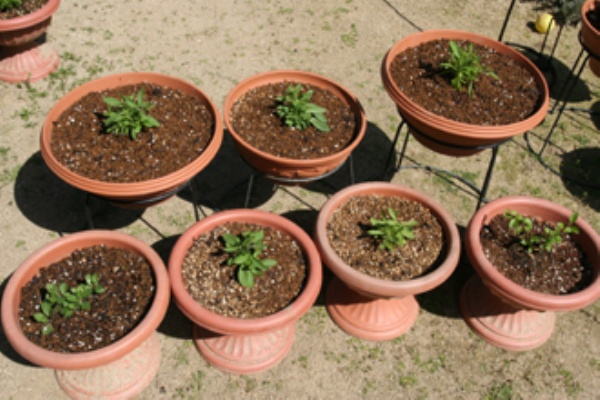 けちけちガーデニング ブリエッタ