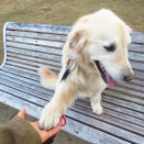 女子にモテモテ、ゴールデン