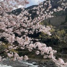 今年の花見も…