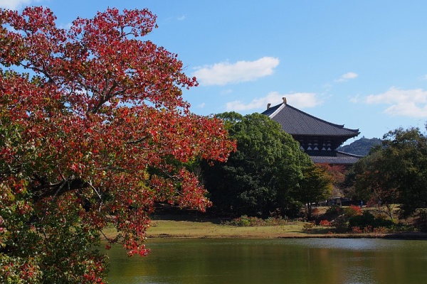 東大寺大仏池 大仏池 紅葉