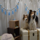 伊豆半島⑩わんわんパラダイスプレミア伊豆高原