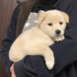 『【犬】センターより子犬を受け入れました』の画像