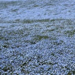 西千葉の鍼灸整骨院　院長イチローのブログ