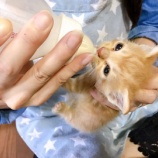 『【猫】新入り子猫ちゃんたち』の画像
