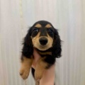 ダックス🐾